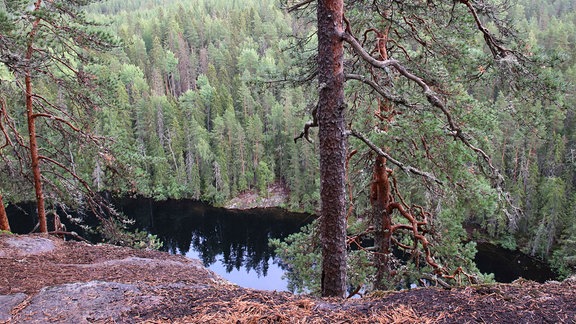 Eine nordische Landschaftsansicht mit einem kleinen Berg, einem See und vielen Kiefern. Ein Blick von einem kleinen Berg hinunter zum See.