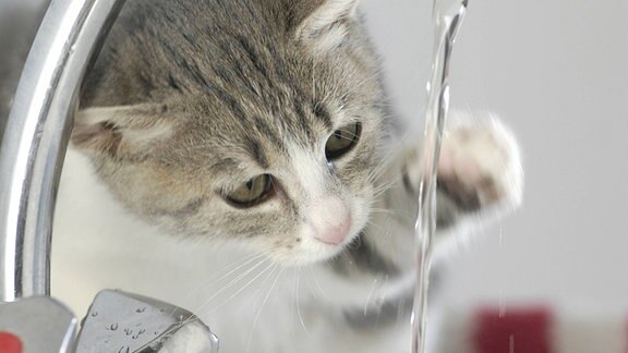 Spielende Katze