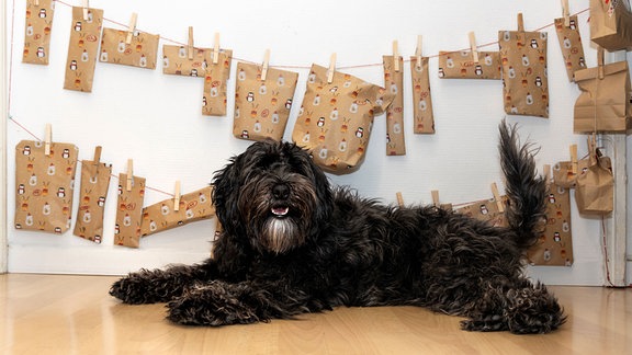 Schwarzer Labradoodle-Hund vor seinem Adventskalender