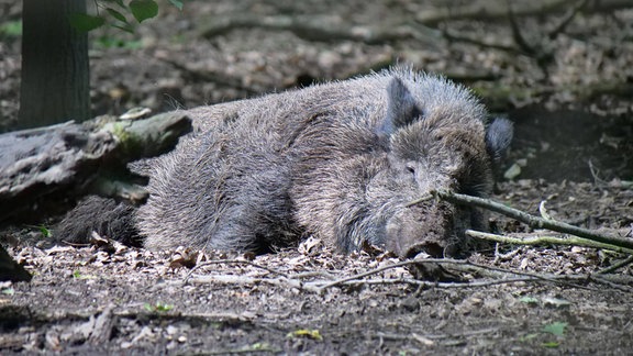 Wildschwein in freier Natur 