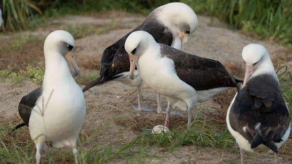 Wisdom Albatros