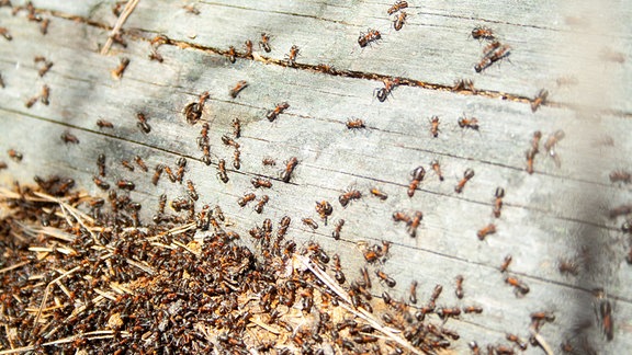 Viele Ameisen arbeiten an sonnigen Tagen gemeinsam an umgestürzten trockenen Bäumen im Wald aus nächster Nähe. Makroameise.