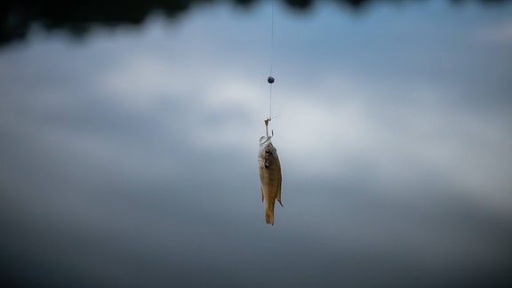 Ein Fisch hängt am Haken