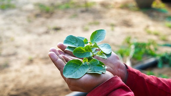 Ashwagandha-Heilkraut in einer menschlichen Hand mit frischen grünen Blättern, auch bekannt als Withania Somnifera, Ashwagandha, Indischer Ginseng, Giftstachelbeere oder Winterkirsche.