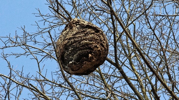 Nest mit Asiatischen Hornissen 