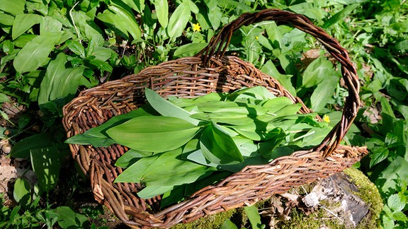  Blätter von Bärlauch Allium ursinum, Maiglöckchen Convallaria majalis, Herbstzeilose und Gefleckter Aronstab Arum maculatum in Sammelkorb.