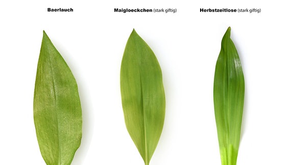 Bärlauchdoppelgänger: Herbstzeitlose