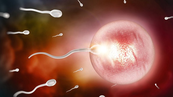 Illustration - Spermien und Eizelle