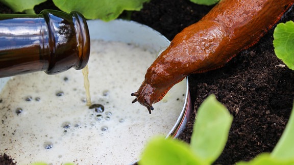 Eine Schnecke bei einer Bierfalle