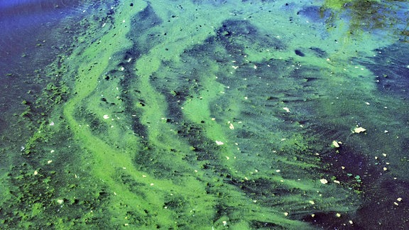 Blaualgen im Großteich in Bärnsdorf bei Moritzburg 