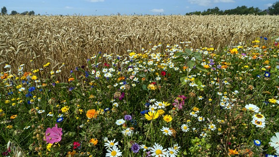 Bunter Blühstreifen mit vielen Wildblumen am Rande eines Weizenfeldes