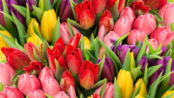 Bunte Tulpen