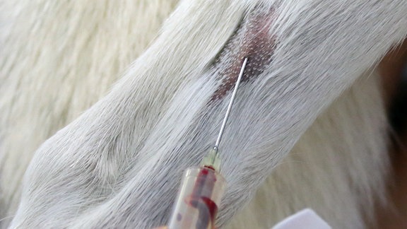 Blutspende beim Haustier