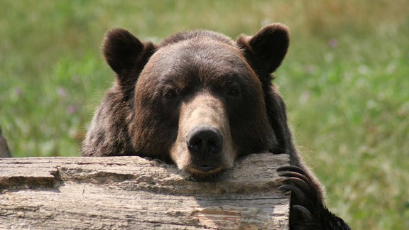 Ein Braunbär