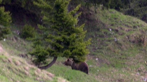 Braunbär "JJ1", auch bekannt als "Bruno", aufgenommen vom Hüttenwirt der Gehrenalpe bei Reutte in Tirol in Österreich, 2006