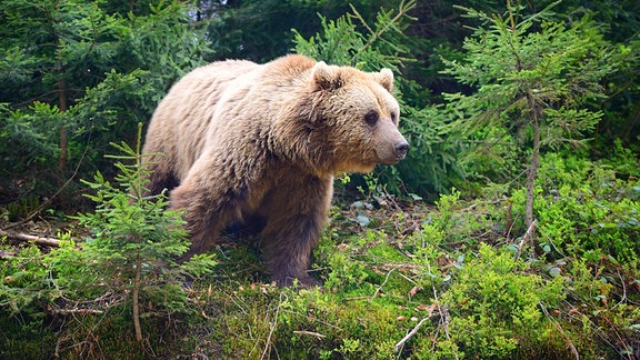 Ein Bär im Unterholz eines Nadelwaldes.