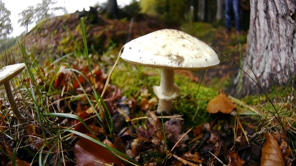 Pilz