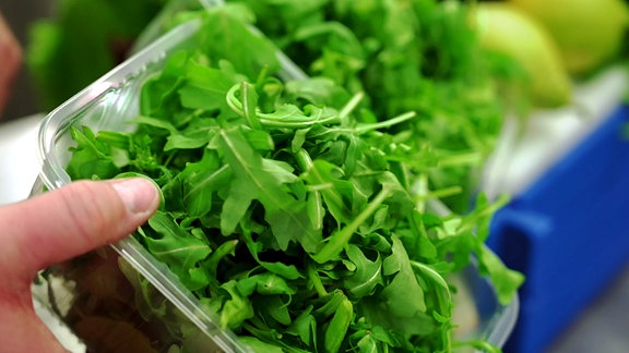 Rucola