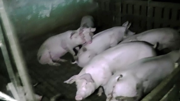 Schweine in Stall