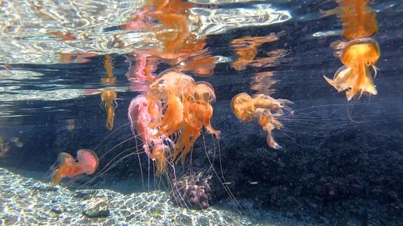 Quallen im Wasser.