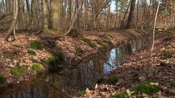 Wasser in einem Graben