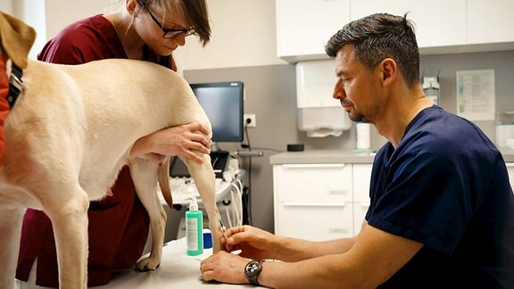 Arzt und Assistentin hallten einen Hund während der Blutabnahme