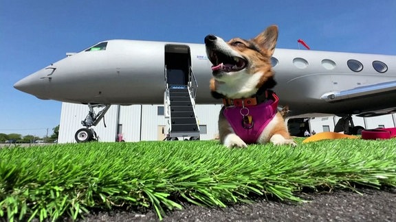 Ein Hund sitzt auf einem Kustrasen vor einem Privatjet.