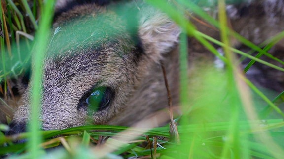 Ein Rehkitz im Gras
