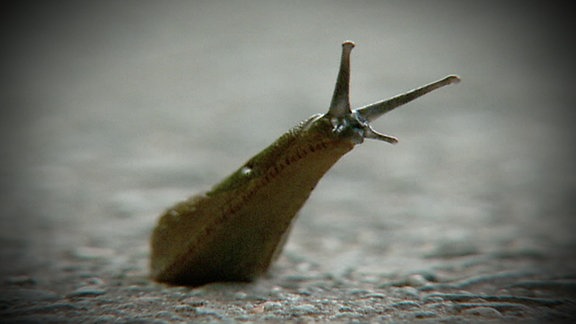 Eine Schnecke