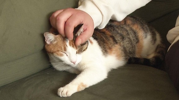 Eine Katze liegt auf einem Sofa und wird gestreichelt.