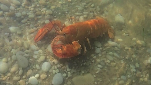 Hummer im Meer