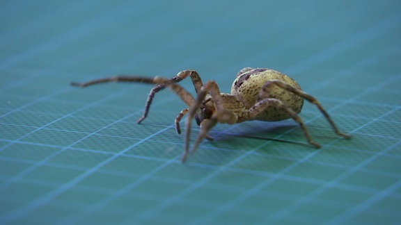 Nosferatu Spinne