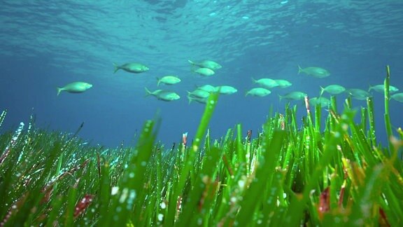 Seegras, im Hintergrund Fische.