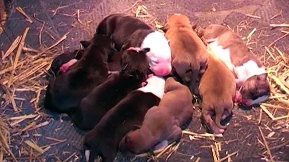 Hundewelpen in einem Stall