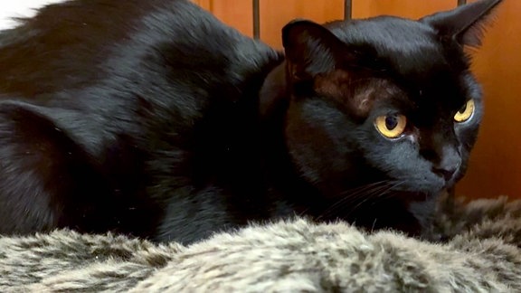Gestohlener_Kater 