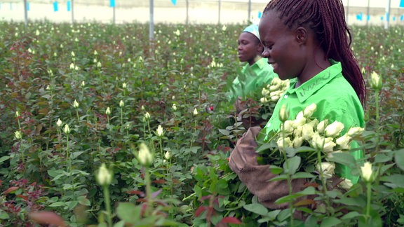Frauen auf Rosenplantage bei der Ernte.