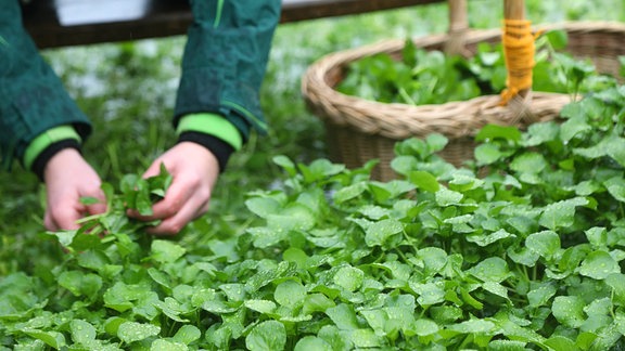 Brunnenkresse wird geerntet