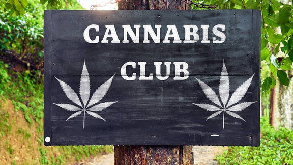 Schild auf einem Baum, umgeben von grünen Blättern mit einem Hanfblattsymbol und der Aufschrift: Cannabis Club.