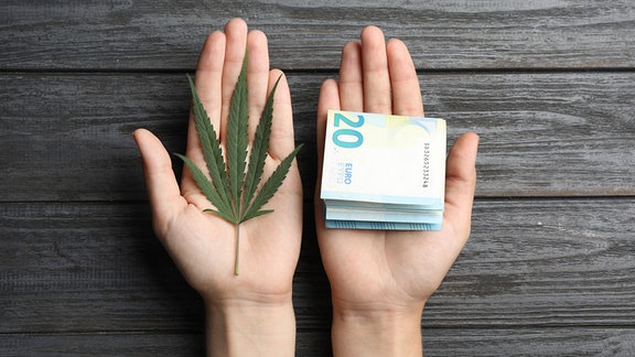 Frauenhände mit einer Hanfpflanze und 20-Euro-Scheinen