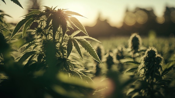 Hanfpflanze im Gegenlicht auf einer Hanfplantage