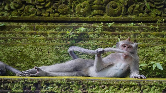 Ein entspanner Affe.