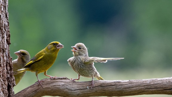 diskutierende Vögel