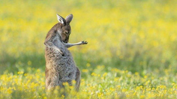 Känguru spielt Luftgitarre