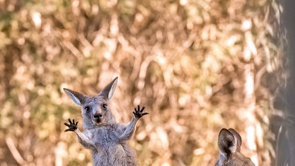 Känguru erschreckt sich