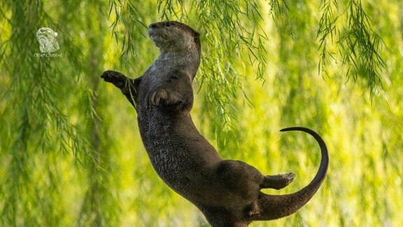 Otter tanzt