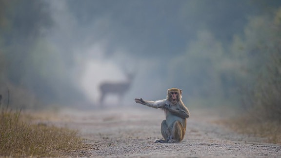 Affe auf sitzt auf einem Weg