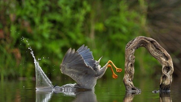 Pelikan taucht ins Wasser
