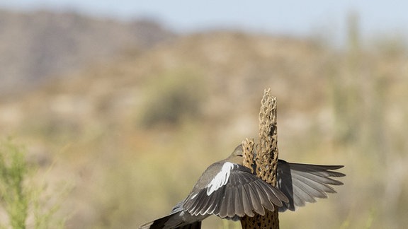 Vogel fliegt gegen einen Kaktus