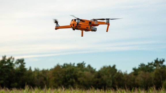 Drohnenflug über einem Maisfeld