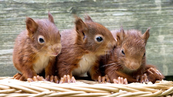 Eichhörnchen